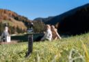 Capturing Life on the Move: DJI OSMO Pocket 4 Launches in South Africa